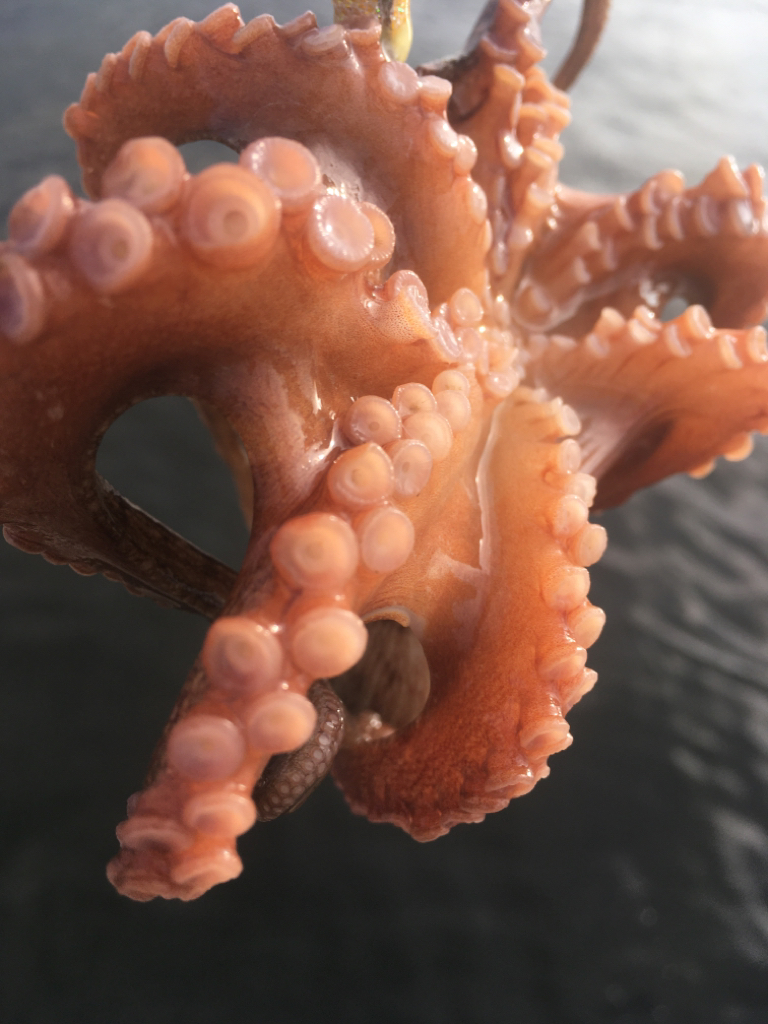 【タコフィネス】 アコウ2＋タコ5