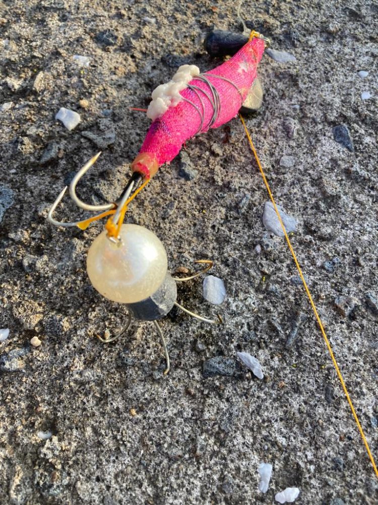 ⭐︎SDGsタコ釣行