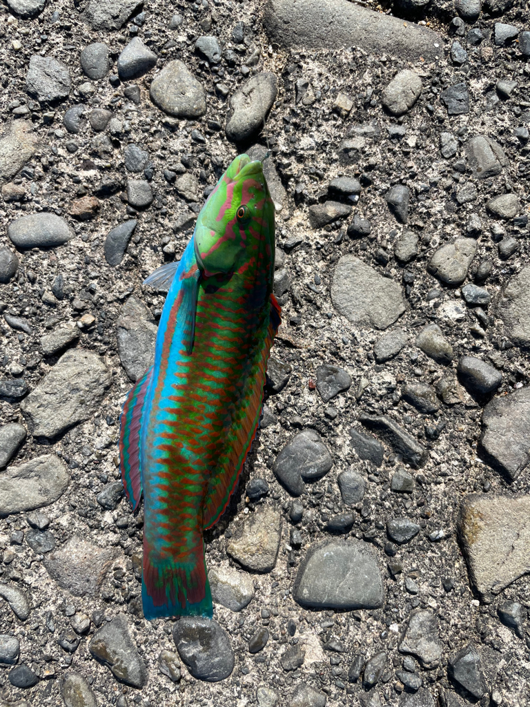 奈半利で五目釣り