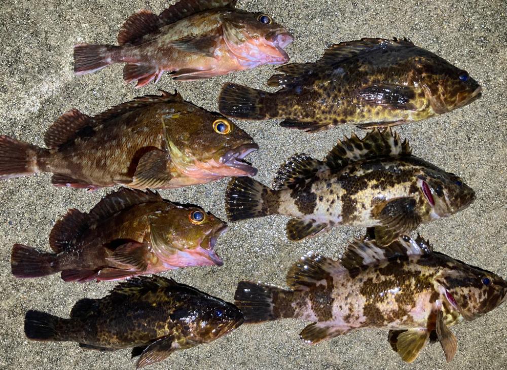 ロックフィッシュ探しへ!