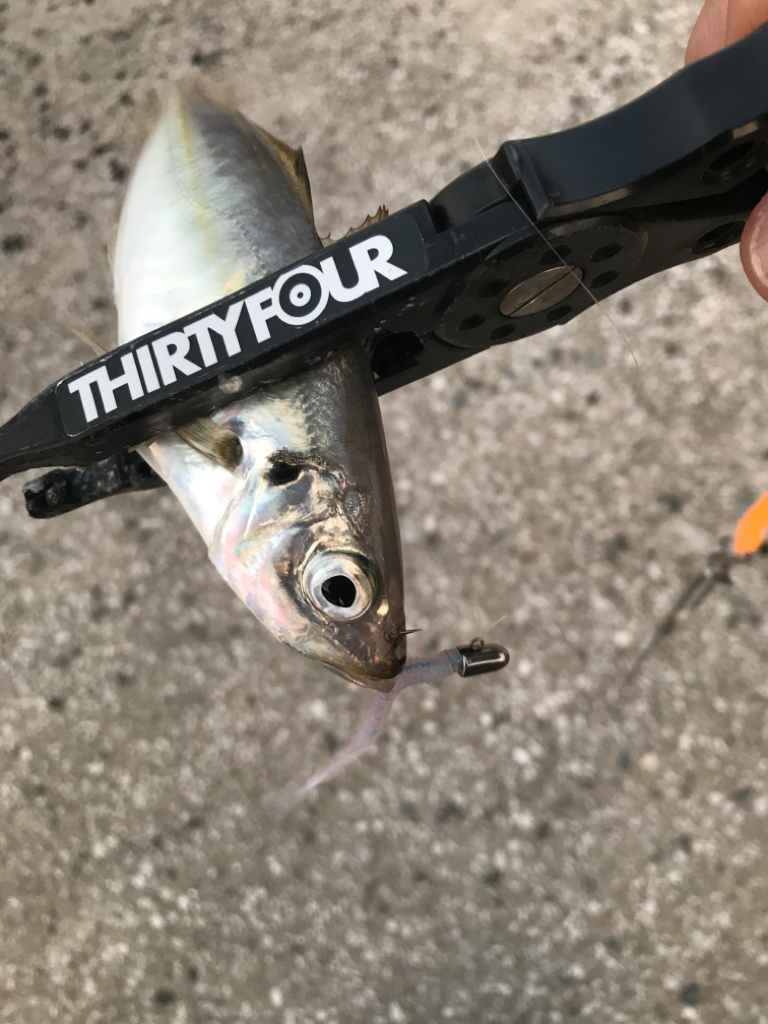 久しぶりのエリアにて🎣