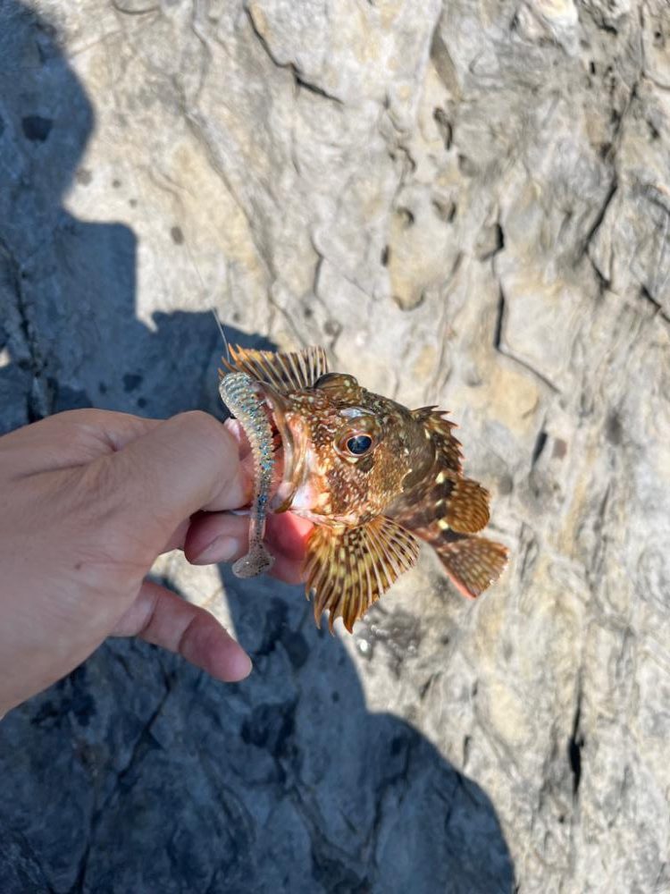 真夏の真昼間根魚探し