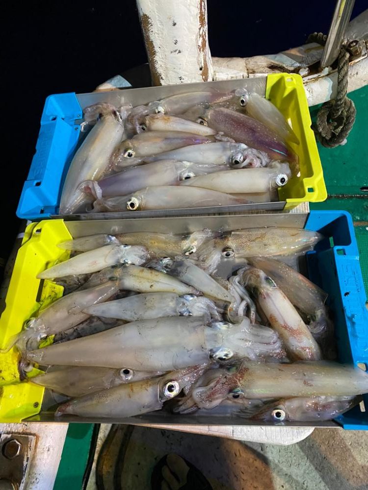 和歌山イカメタル