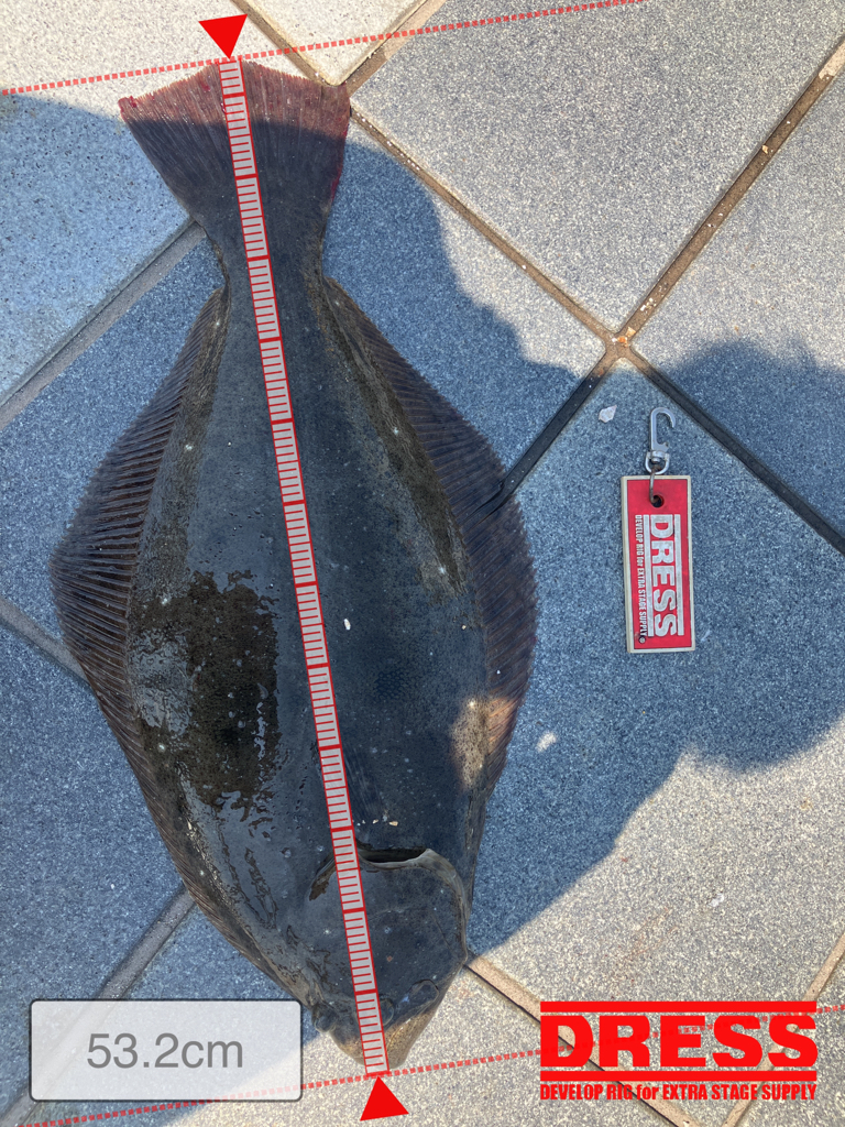 猛暑の中のヒラメ君