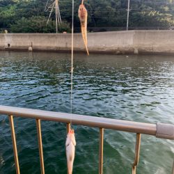 チャリコパラダイス