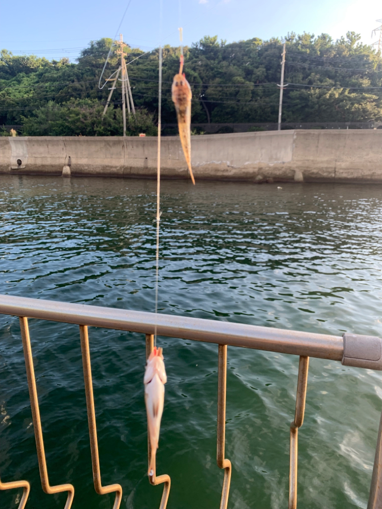 チャリコパラダイス