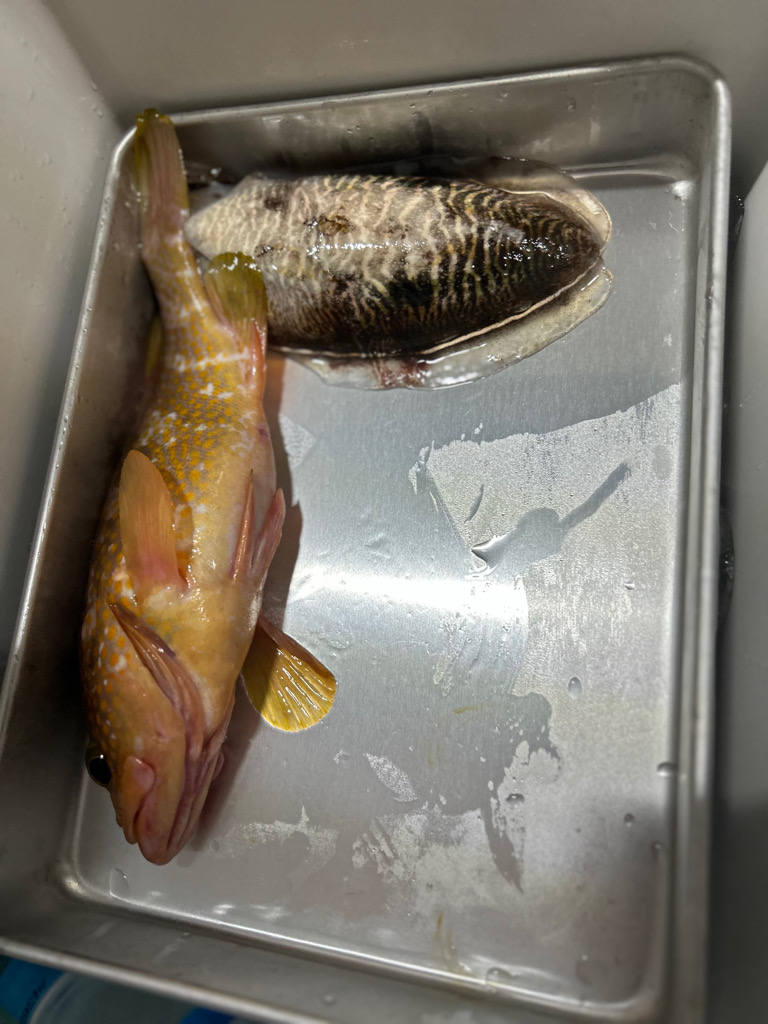 激渋イカメタル