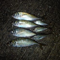 豆アジのちアコウ