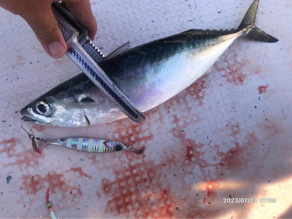 7/23 伊島沖 ジギング ジグサビキ