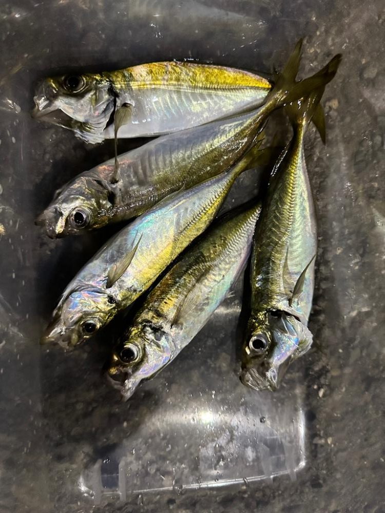 フロートゲーム