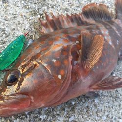 【タコフィネス】 キロアップ2+アコウ