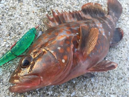 【タコフィネス】 キロアップ2+アコウ