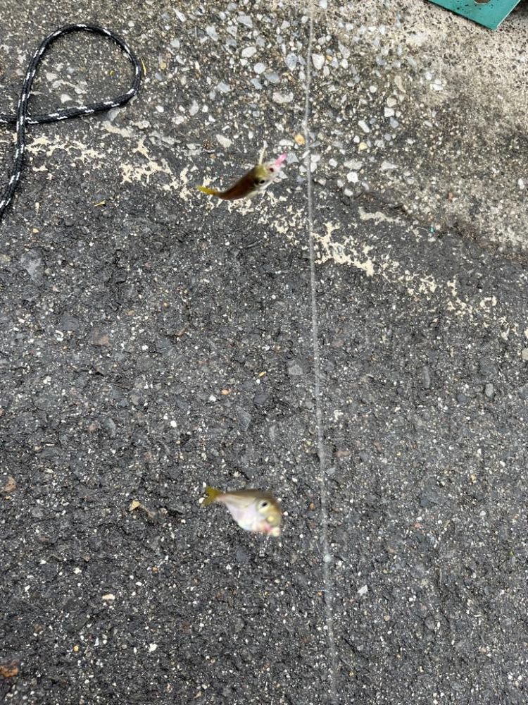 四日市ファミリーライトゲーム