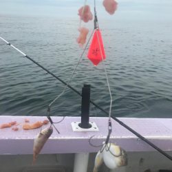 室津のフグとタコ