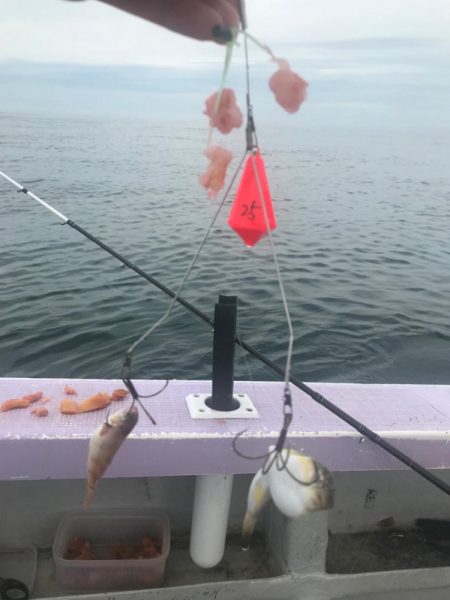 室津のフグとタコ