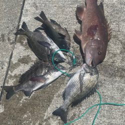 フカセの仕掛けで 紀州釣り!