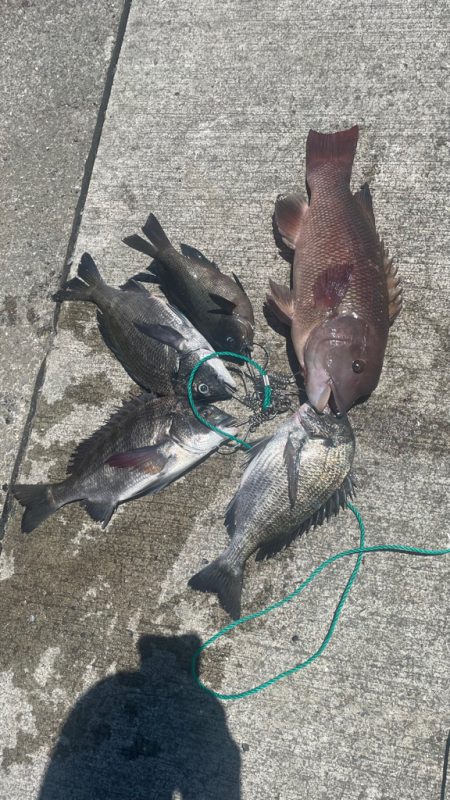 フカセの仕掛けで 紀州釣り！