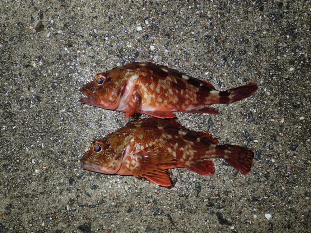 日没直前からの1時間が狙い目!