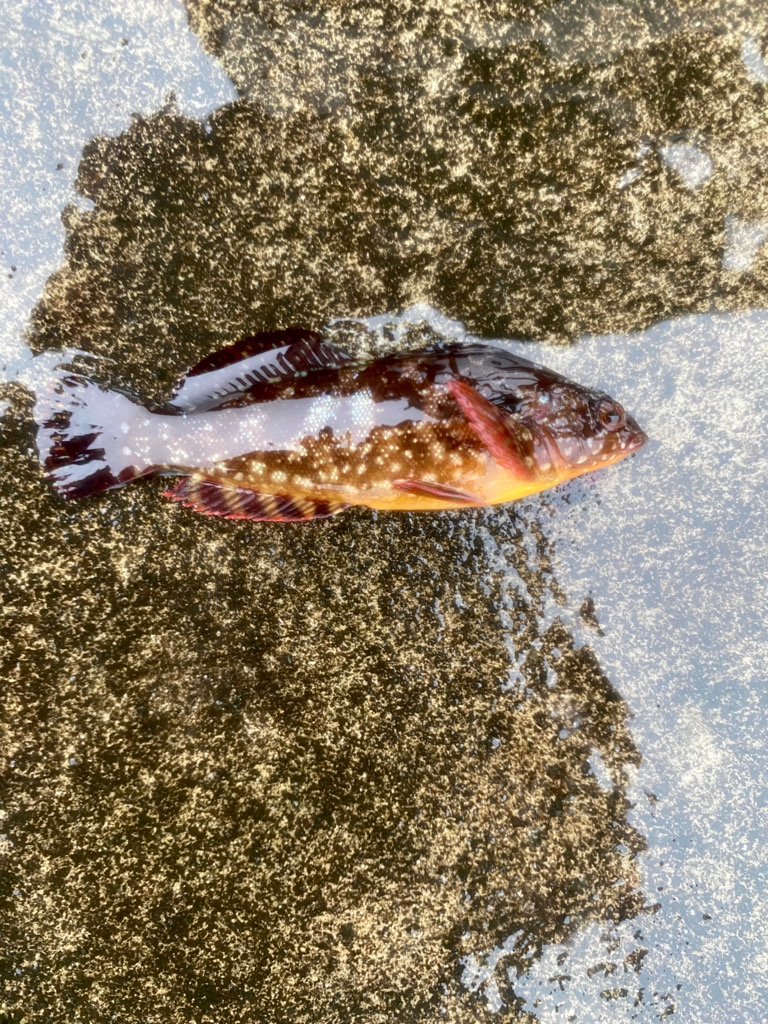 ちょい投げライトキスゲーム3