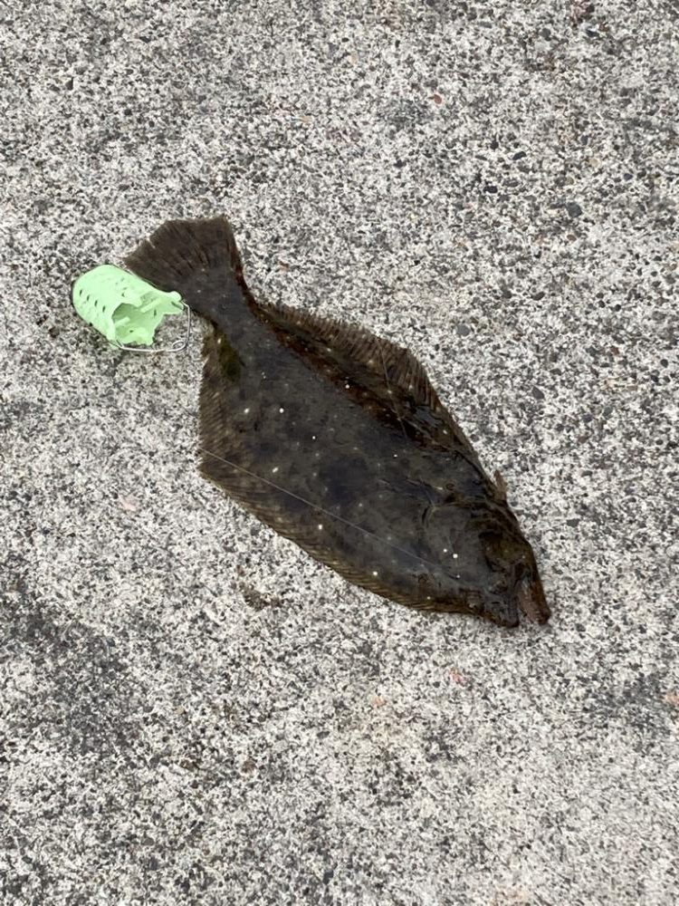 豆アジが釣れ出した!