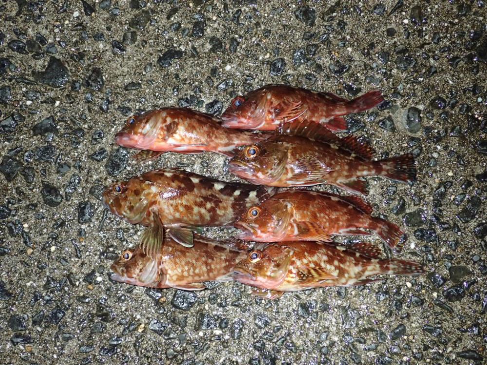 ワインドの爆発力がヤバかった!