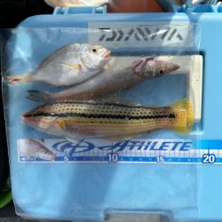 キス　夜釣り(投げ釣り)