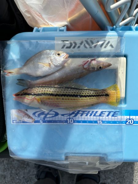 キス　夜釣り(投げ釣り)