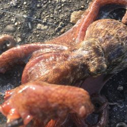 【タコフィネス】アコウ＋タコ