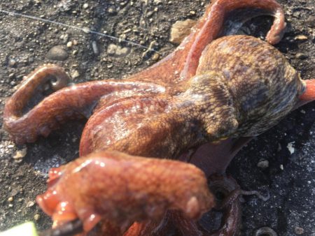 【タコフィネス】アコウ＋タコ