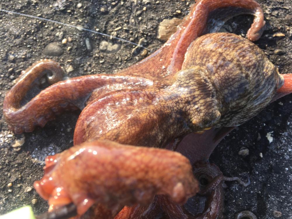 【タコフィネス】アコウ＋タコ