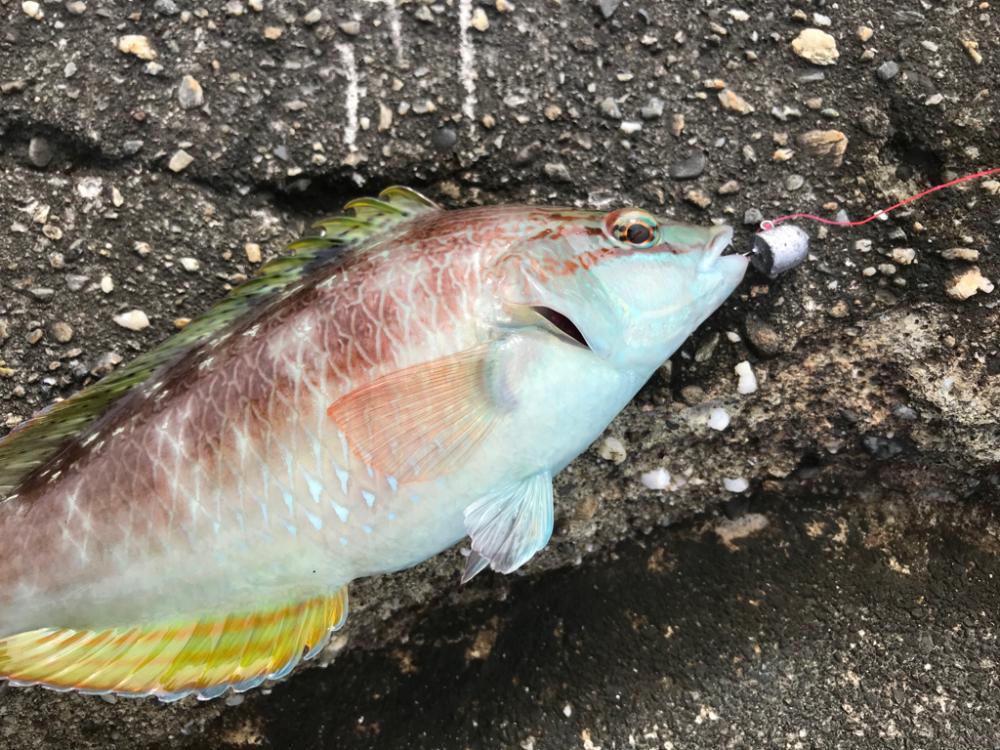 チョチョイのちょい