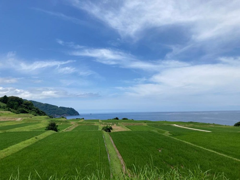 アコウがいいな