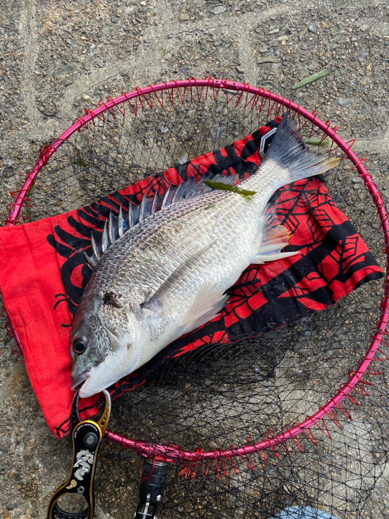 ヘチってきました