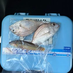 夜釣り、キス狙い