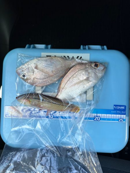 夜釣り、キス狙い