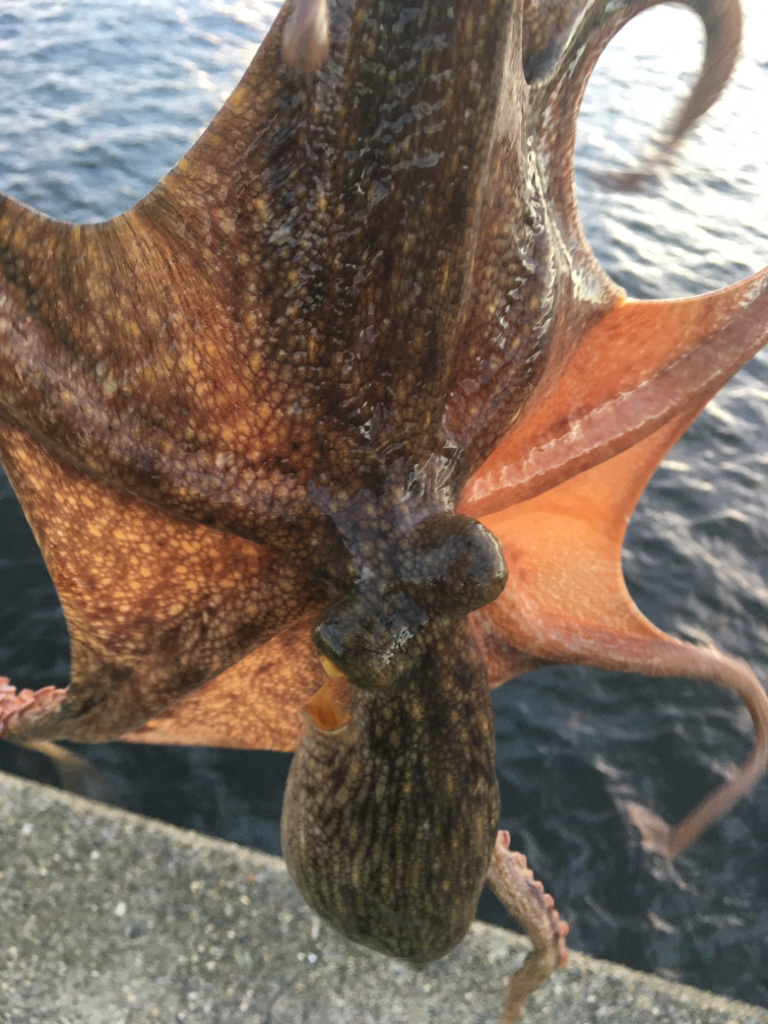 【タコフィネス】 キロアップ含む4900kg@8杯