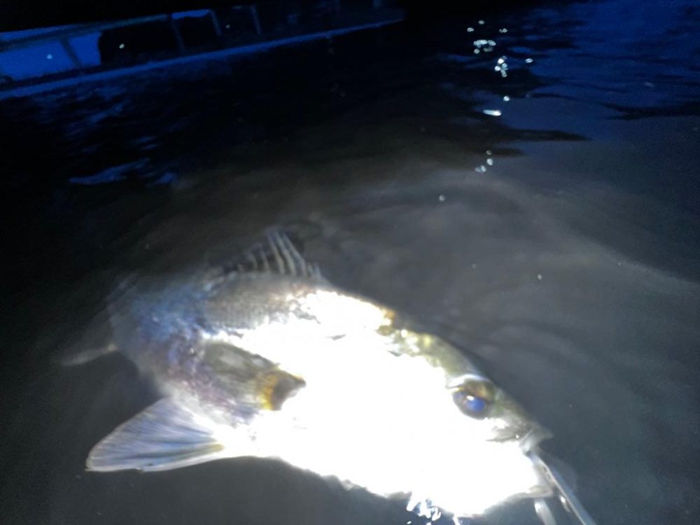 バグラチオンのインプレ(丸呑み)