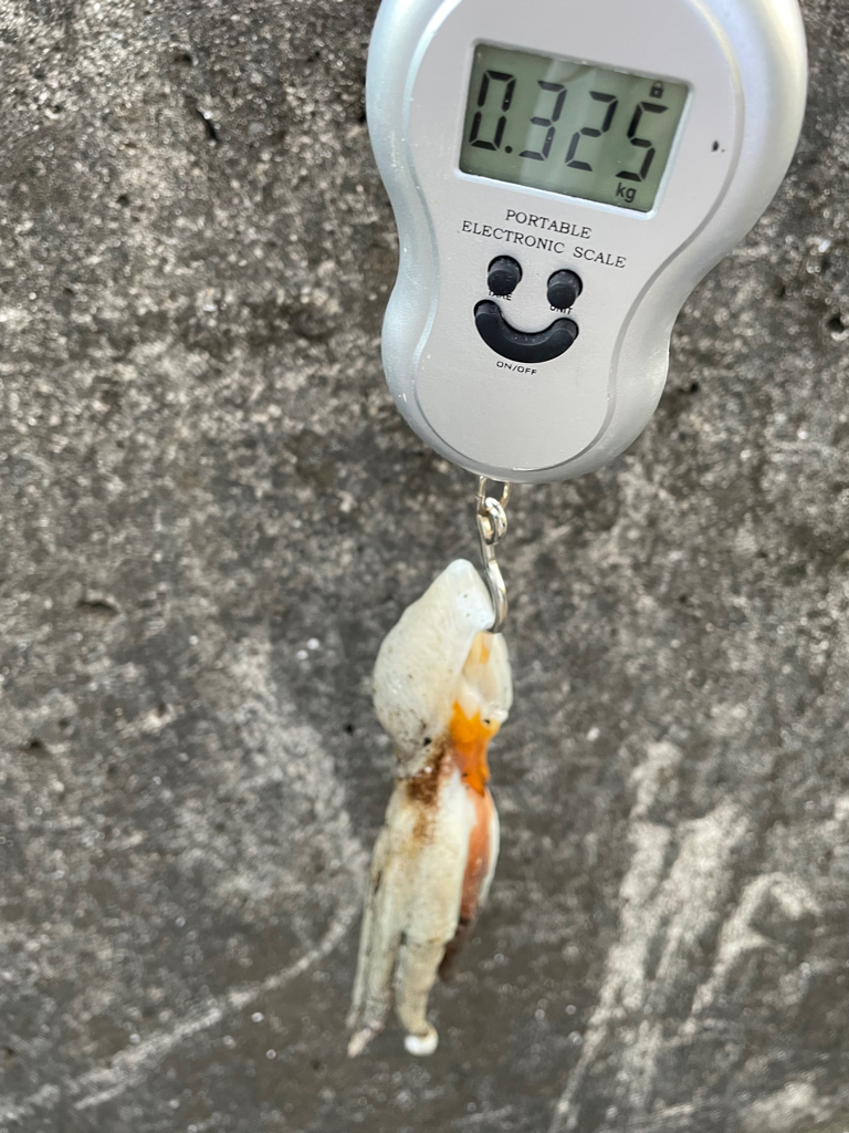 Wヘッダー 第二戦‼️