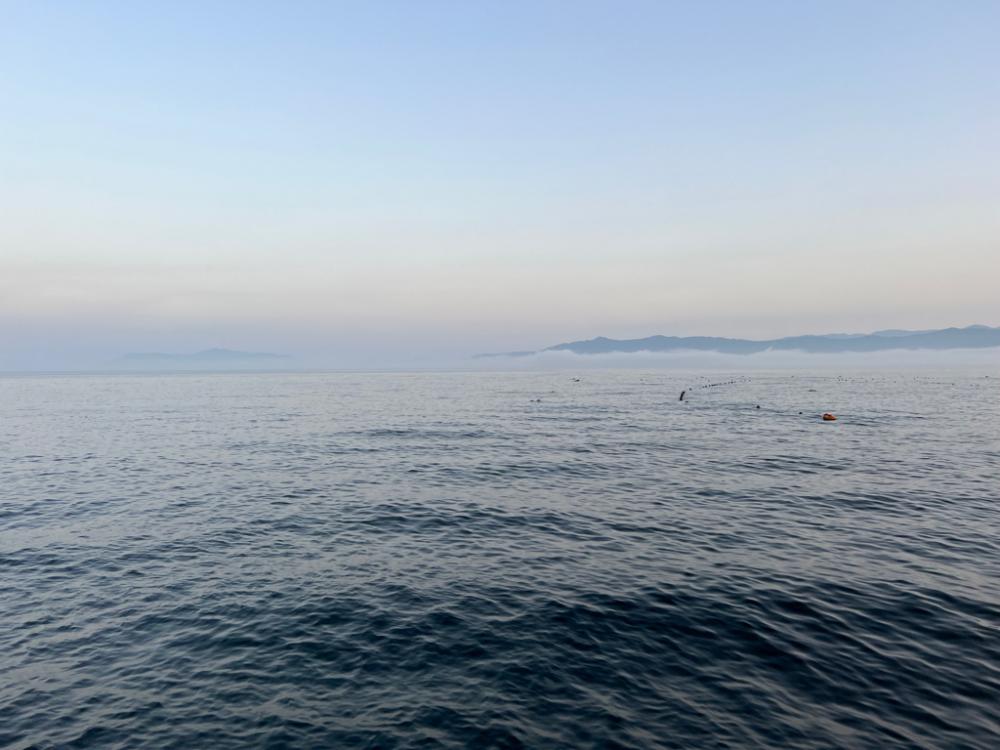 ネイリはどこ？