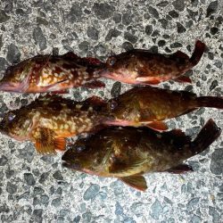 ミッドワインドでアコウ&ガシラ