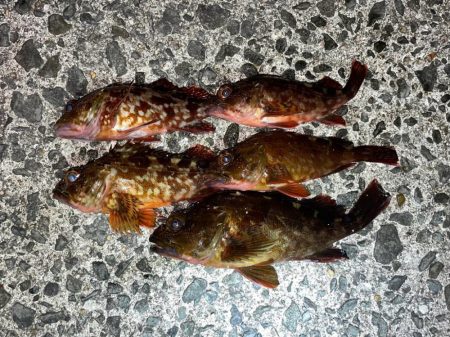 ミッドワインドでアコウ&ガシラ