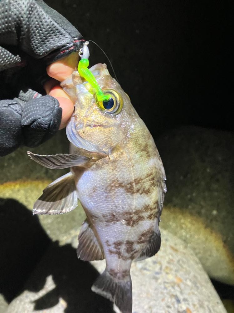 梅雨メバリング(^｡^)