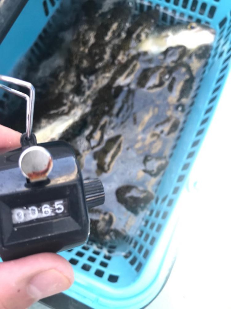 爆釣！室津の夏フグ