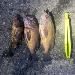 メバリング、アジング