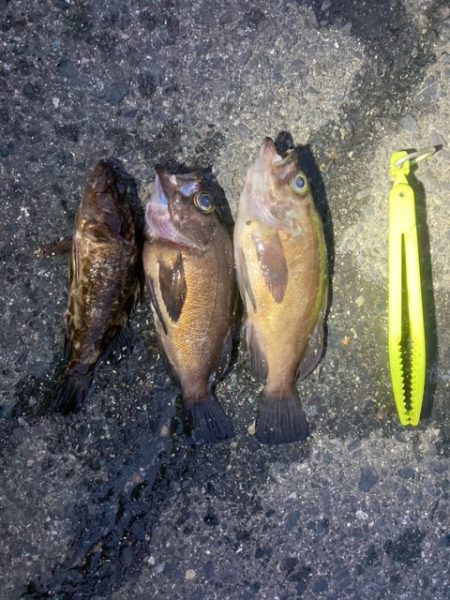 メバリング、アジング