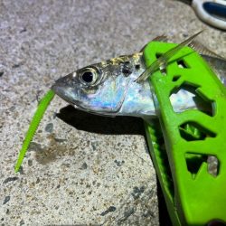 姫路離島のアジング|渋くなってきた・・・ケンサキイカはまだ早い!