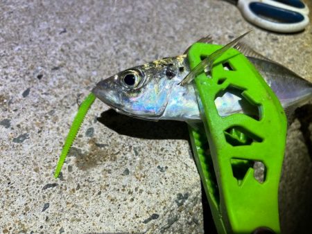 姫路離島のアジング|渋くなってきた・・・ケンサキイカはまだ早い!