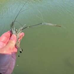 手長エビ釣り｜居場所見つけたら大連チャン