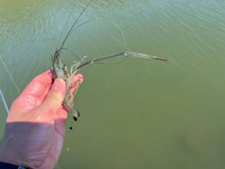 手長エビ釣り｜居場所見つけたら大連チャン