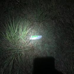 清掃活動:チニング開拓調査